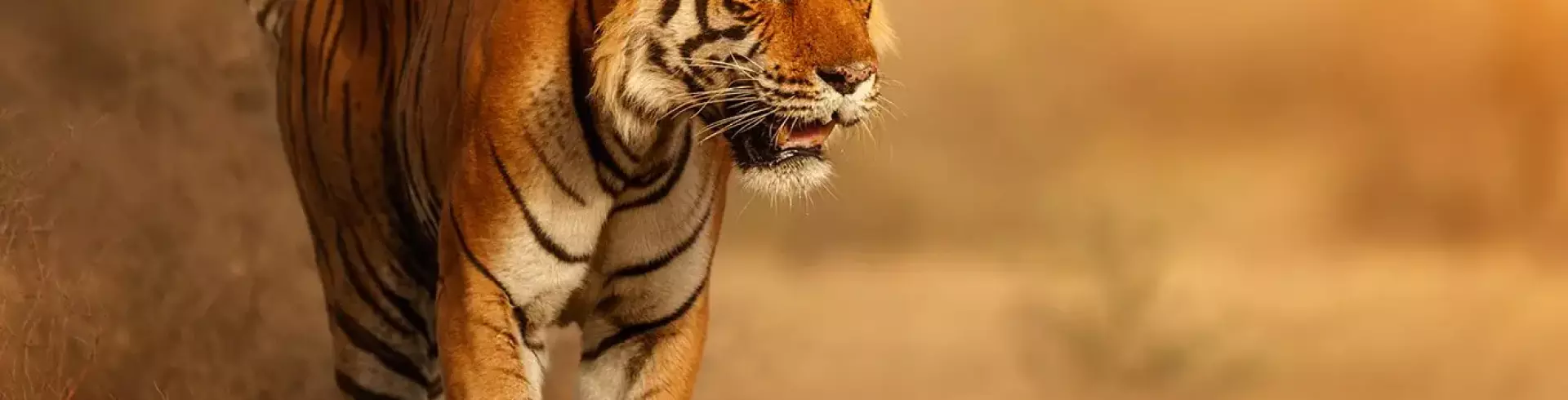 Indie - Złoty Trójkąt z tygrysem